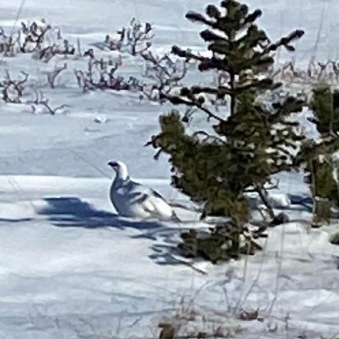 ca52ab05ceb568e92ecbc515b72ac190