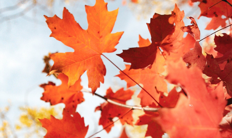 Áframhaldandi fjarkennsla og haustfrí