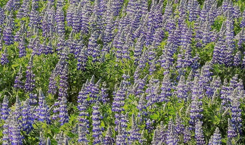 Blómatími - sumarlokun frá 24.júní - 7. ágúst