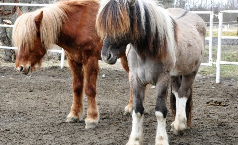 Seinasti kennsludagur