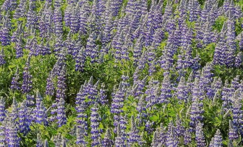 Blómatími - sumarlokun frá 24.júní - 7. ágúst